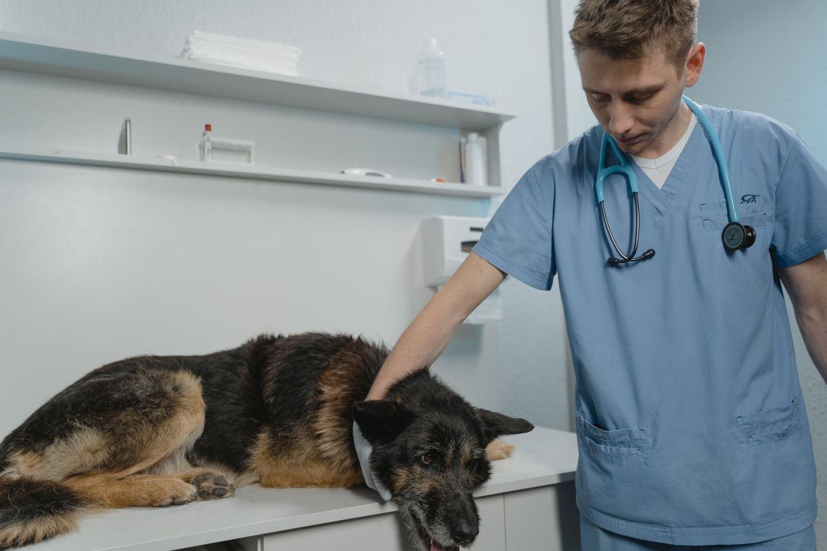 Tierarzt untersucht einen Hund in der Praxis